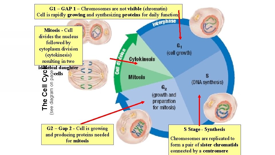 G 1 – GAP 1 – Chromosomes are not visible (chromatin) Cell is rapidly