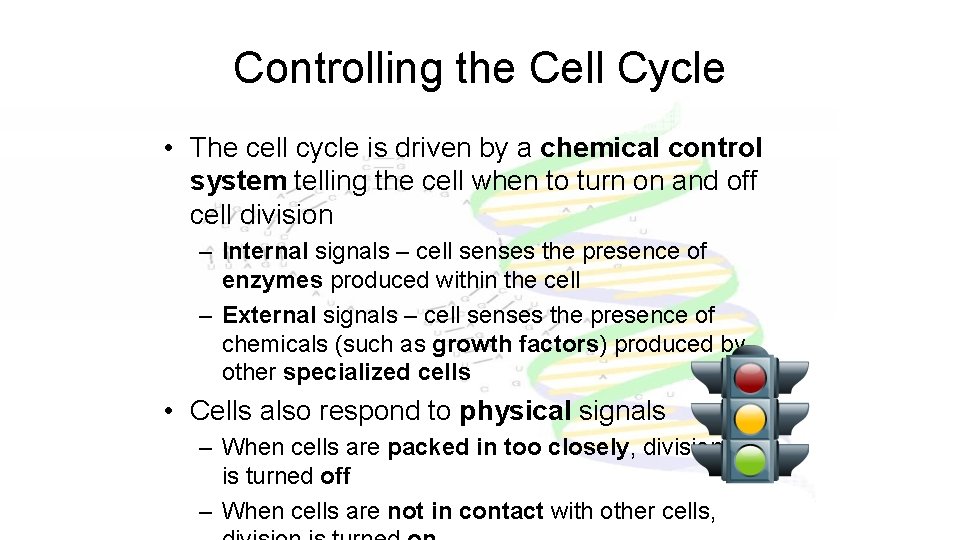 Controlling the Cell Cycle • The cell cycle is driven by a chemical control