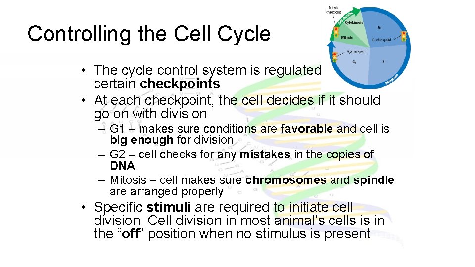 Controlling the Cell Cycle • The cycle control system is regulated at certain checkpoints