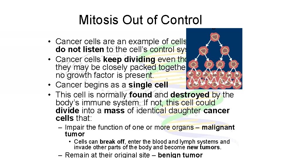 Mitosis Out of Control • Cancer cells are an example of cells that do