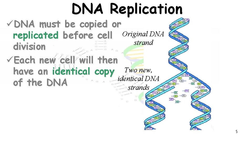DNA Replication üDNA must be copied or replicated before cell Original DNA strand division