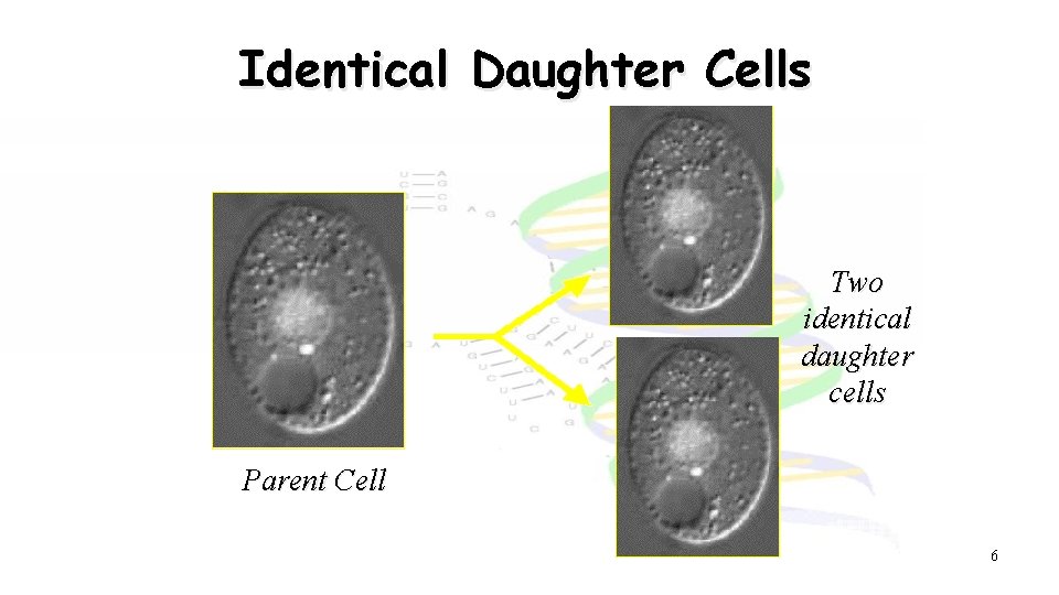 Identical Daughter Cells Two identical daughter cells Parent Cell 6 