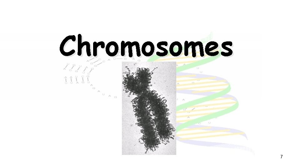 Chromosomes 7 