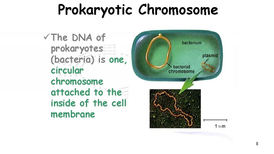 Prokaryotic Chromosome ü The DNA of prokaryotes (bacteria) is one, circular chromosome attached to
