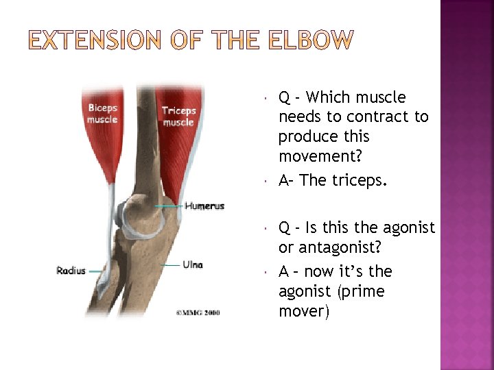 Q - Which muscle needs to contract to produce this movement? A– The