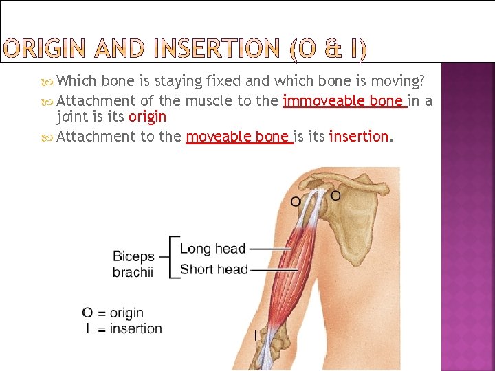  Which bone is staying fixed and which bone is moving? Attachment of the