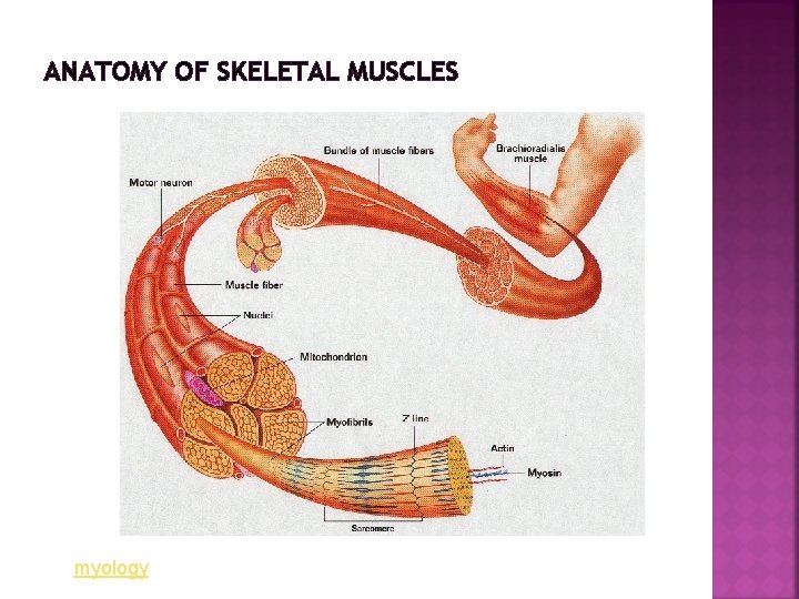 ANATOMY OF SKELETAL MUSCLES myology 
