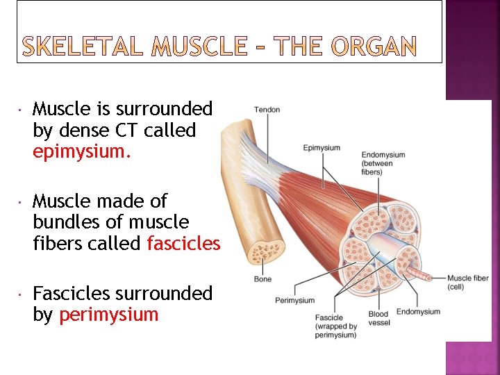  Muscle is surrounded by dense CT called epimysium. Muscle made of bundles of