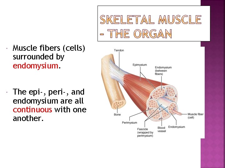  Muscle fibers (cells) surrounded by endomysium. The epi-, peri-, and endomysium are all