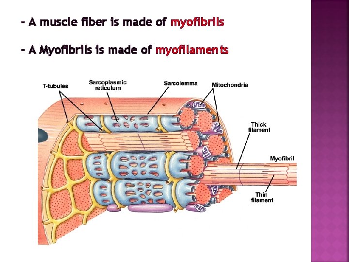 - A muscle fiber is made of myofibrils - A Myofibrils is made of