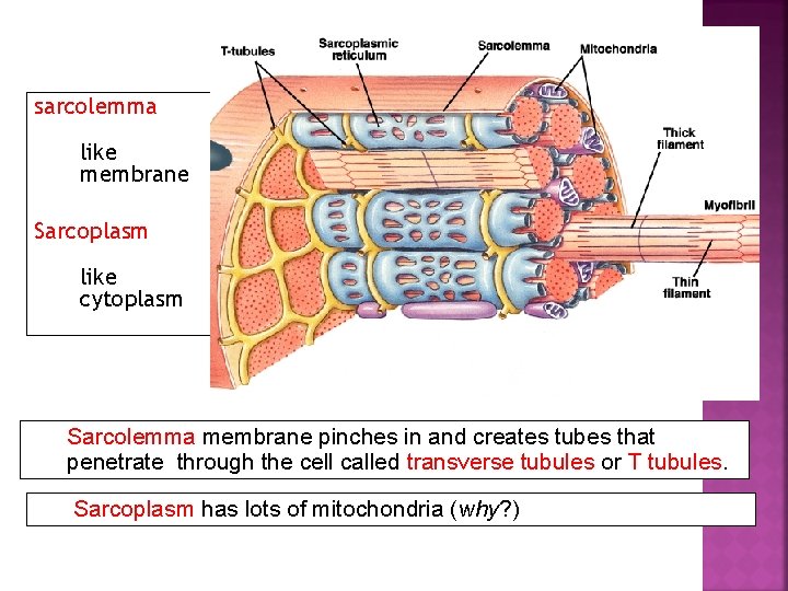 sarcolemma like membrane Sarcoplasm like cytoplasm Sarcolemma membrane pinches in and creates tubes that