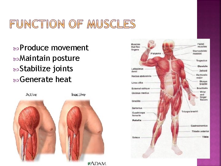  Produce movement Maintain posture Stabilize joints Generate heat 