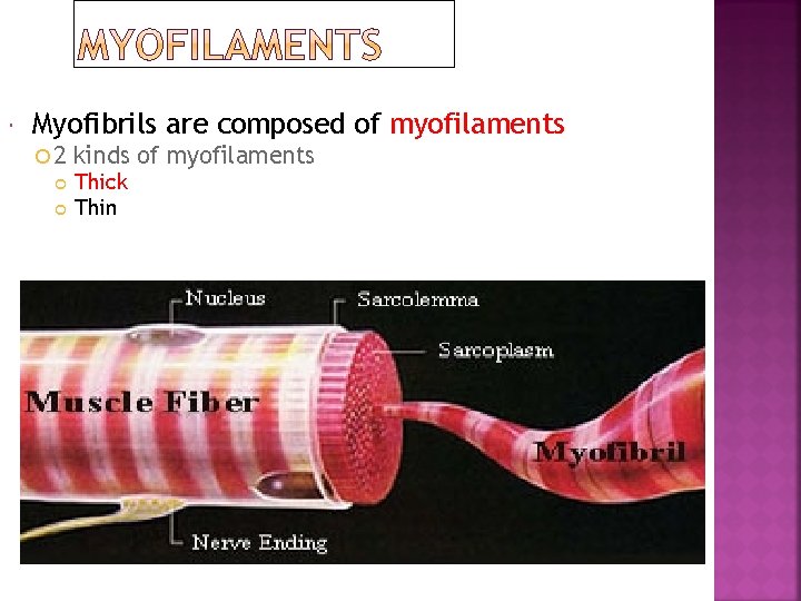  Myofibrils are composed of myofilaments 2 kinds of myofilaments Thick Thin 
