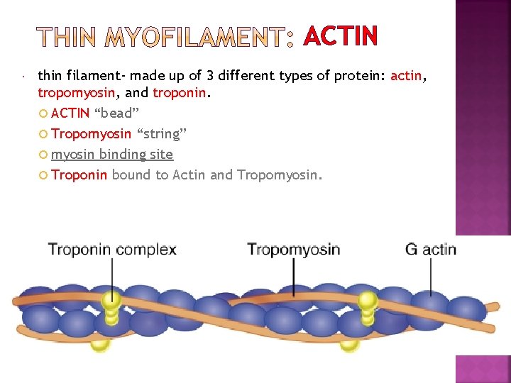 ACTIN thin filament- made up of 3 different types of protein: actin, tropomyosin, and