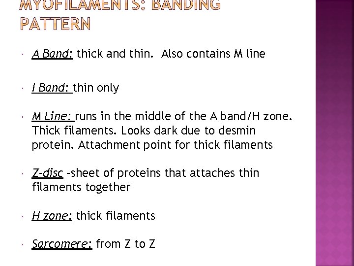  A Band: thick and thin. Also contains M line I Band: thin only