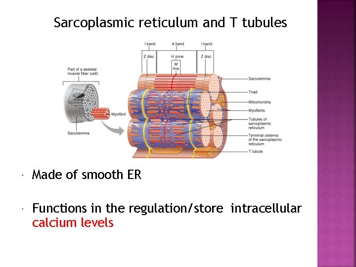 Sarcoplasmic reticulum and T tubules Made of smooth ER Functions in the regulation/store intracellular