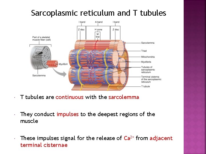 Sarcoplasmic reticulum and T tubules are continuous with the sarcolemma They conduct impulses to