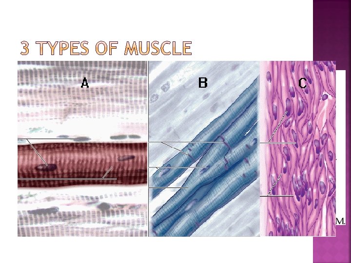 1. Skeletal 2. Cardiac 3. Attach to and cover skeleton Dominant tissue in the