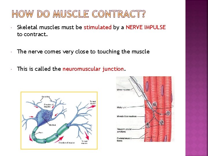  Skeletal muscles must be stimulated by a NERVE IMPULSE to contract. The nerve