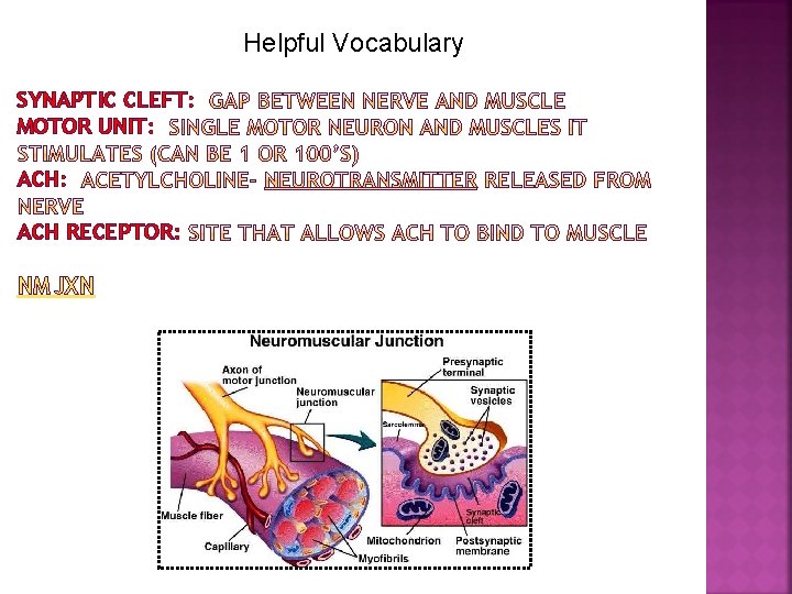 Helpful Vocabulary SYNAPTIC CLEFT: MOTOR UNIT: ACH RECEPTOR: NMJXN 