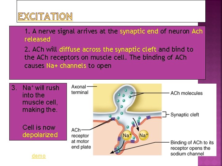 EXCITATION 1. 2. 1. A nerve signal arrives at the synaptic end of neuron