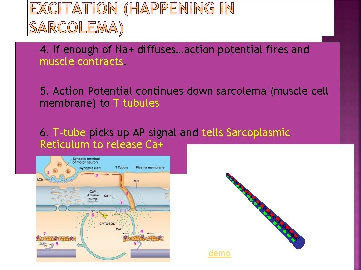 4. 4. If enough of Na+ diffuses…action potential fires and muscle contracts. 5. Action