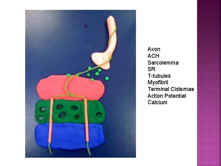 Axon ACH Sarcolemma SR T-tubules Myofibril Terminal Cisternae Action Potential Calcium 