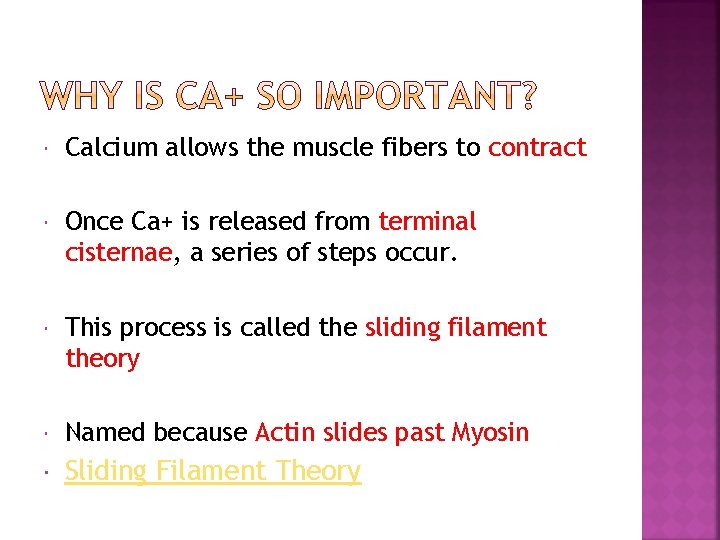  Calcium allows the muscle fibers to contract Once Ca+ is released from terminal