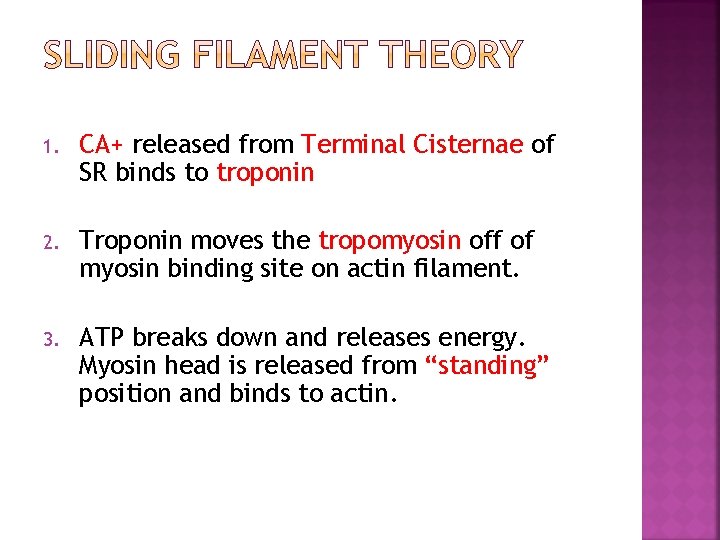 1. CA+ released from Terminal Cisternae of SR binds to troponin 2. Troponin moves