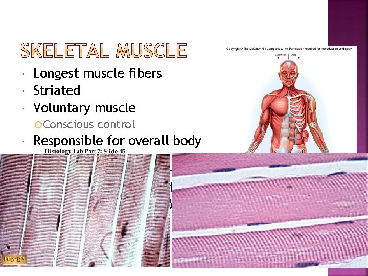  Longest muscle fibers Striated Voluntary muscle Conscious control Responsible for overall body mobility