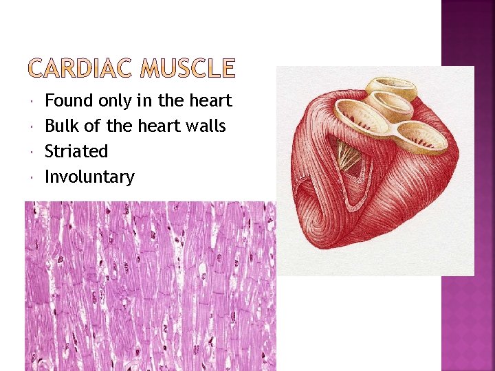  Found only in the heart Bulk of the heart walls Striated Involuntary 