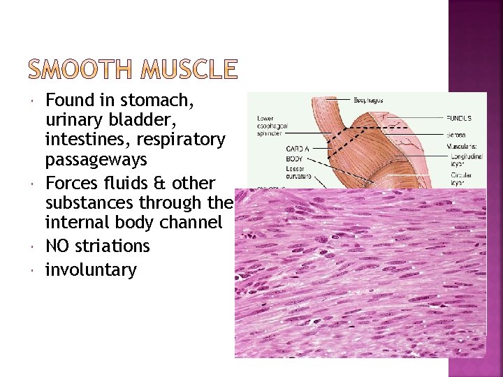  Found in stomach, urinary bladder, intestines, respiratory passageways Forces fluids & other substances