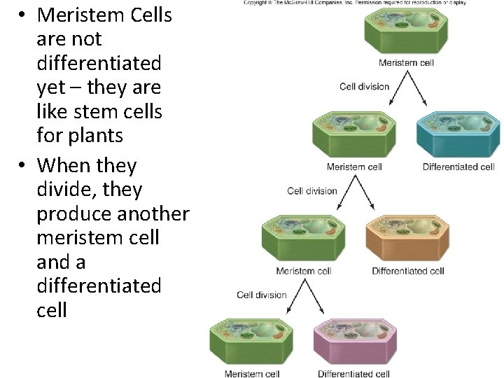 • Meristem Cells are not differentiated yet – they are like stem cells  • Meristem Cells are not differentiated yet – they are like stem cells