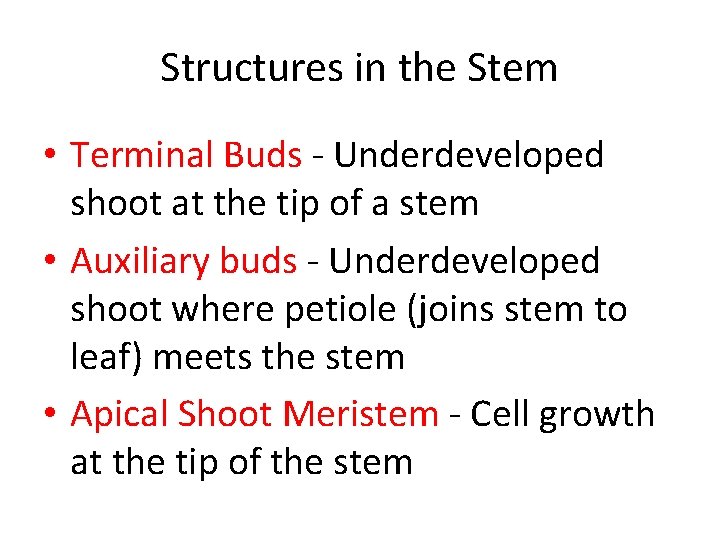 Structures in the Stem • Terminal Buds - Underdeveloped shoot at the tip of Structures in the Stem • Terminal Buds - Underdeveloped shoot at the tip of