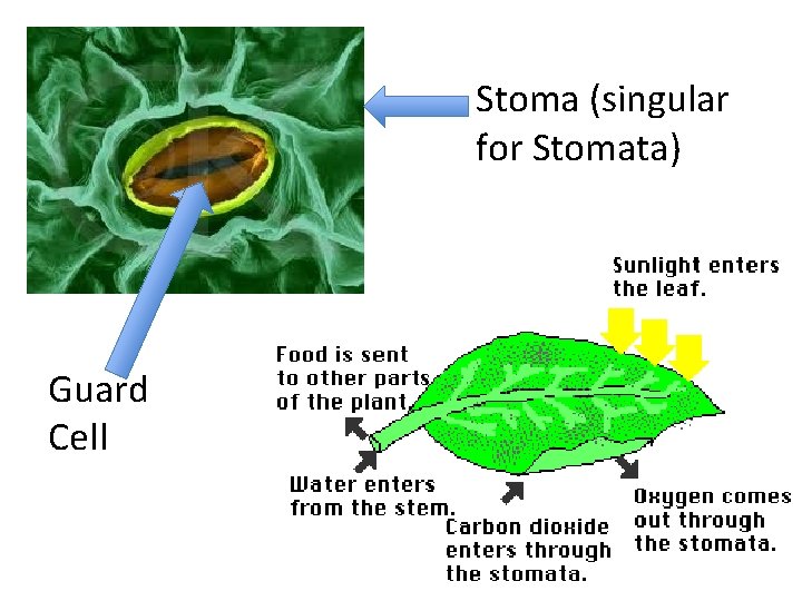 Stoma (singular for Stomata) Guard Cell  Stoma (singular for Stomata) Guard Cell