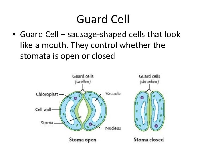 Guard Cell • Guard Cell – sausage-shaped cells that look like a mouth. They Guard Cell • Guard Cell – sausage-shaped cells that look like a mouth. They