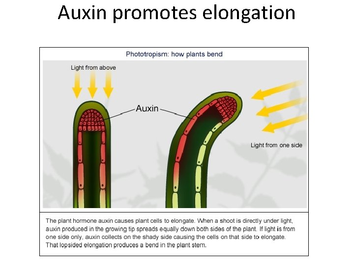 Auxin promotes elongation  Auxin promotes elongation