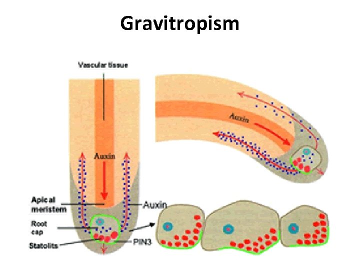 Gravitropism  Gravitropism