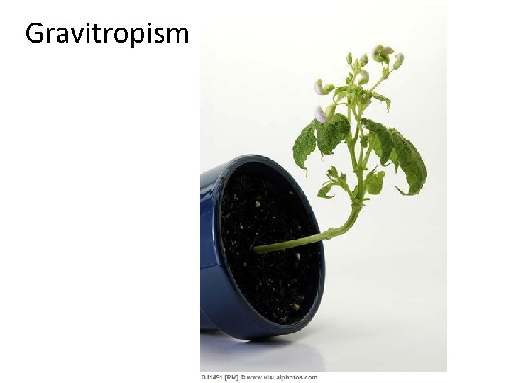 Gravitropism  Gravitropism
