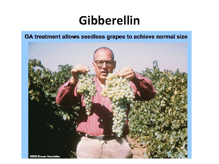 Gibberellin  Gibberellin