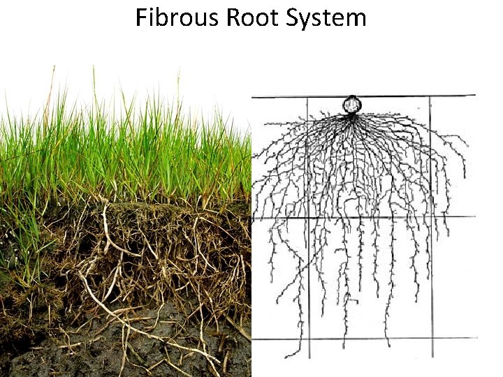Fibrous Root System  Fibrous Root System