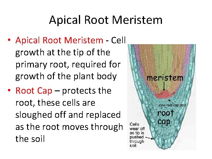 Apical Root Meristem • Apical Root Meristem - Cell growth at the tip of Apical Root Meristem • Apical Root Meristem - Cell growth at the tip of