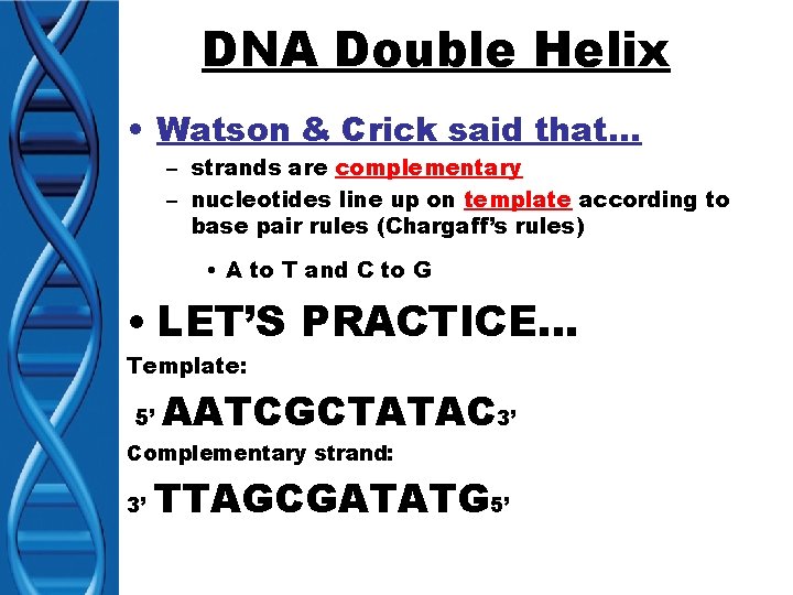 DNA Double Helix • Watson & Crick said that… – strands are complementary –