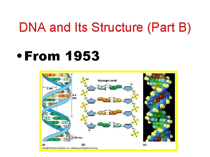 DNA and Its Structure (Part B) • From 1953 