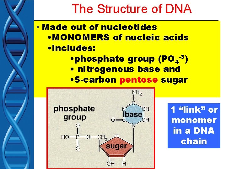The Structure of DNA • Made out of nucleotides • MONOMERS of nucleic acids