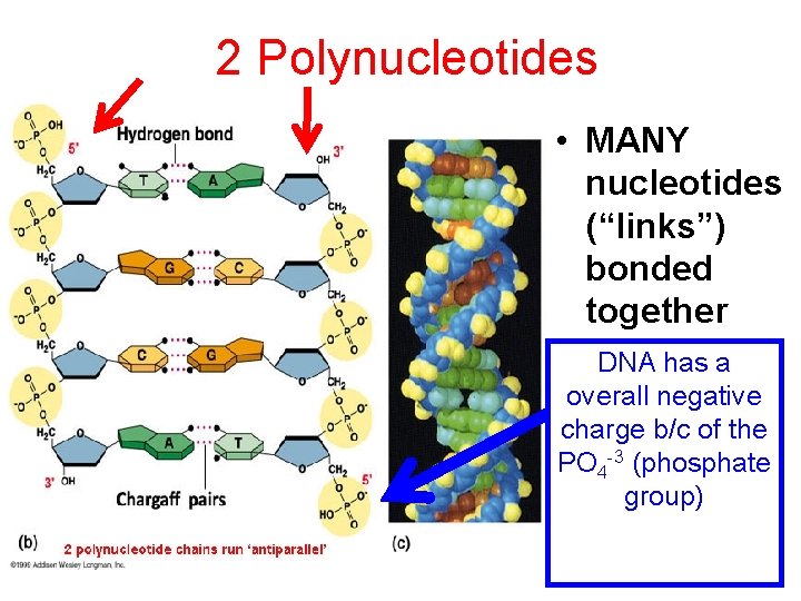 2 Polynucleotides • MANY nucleotides (“links”) bonded together DNA has a overall negative charge