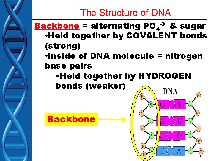 The Structure of DNA Backbone = alternating PO 4 -3 & sugar • Held