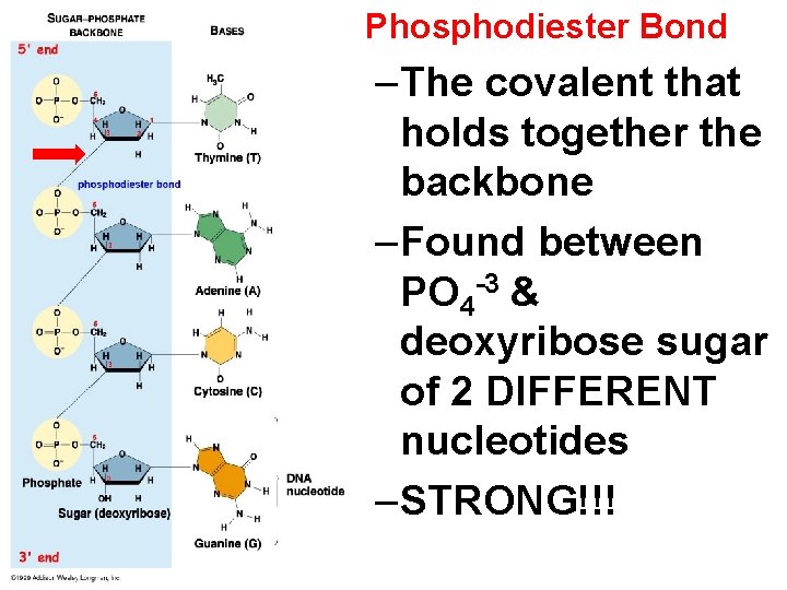  • Phosphodiester Bond –The covalent that holds together the backbone –Found between PO