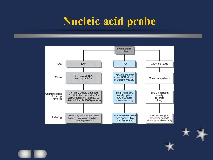 Nucleic acid probe 