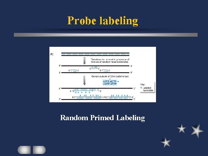 Probe labeling Random Primed Labeling 